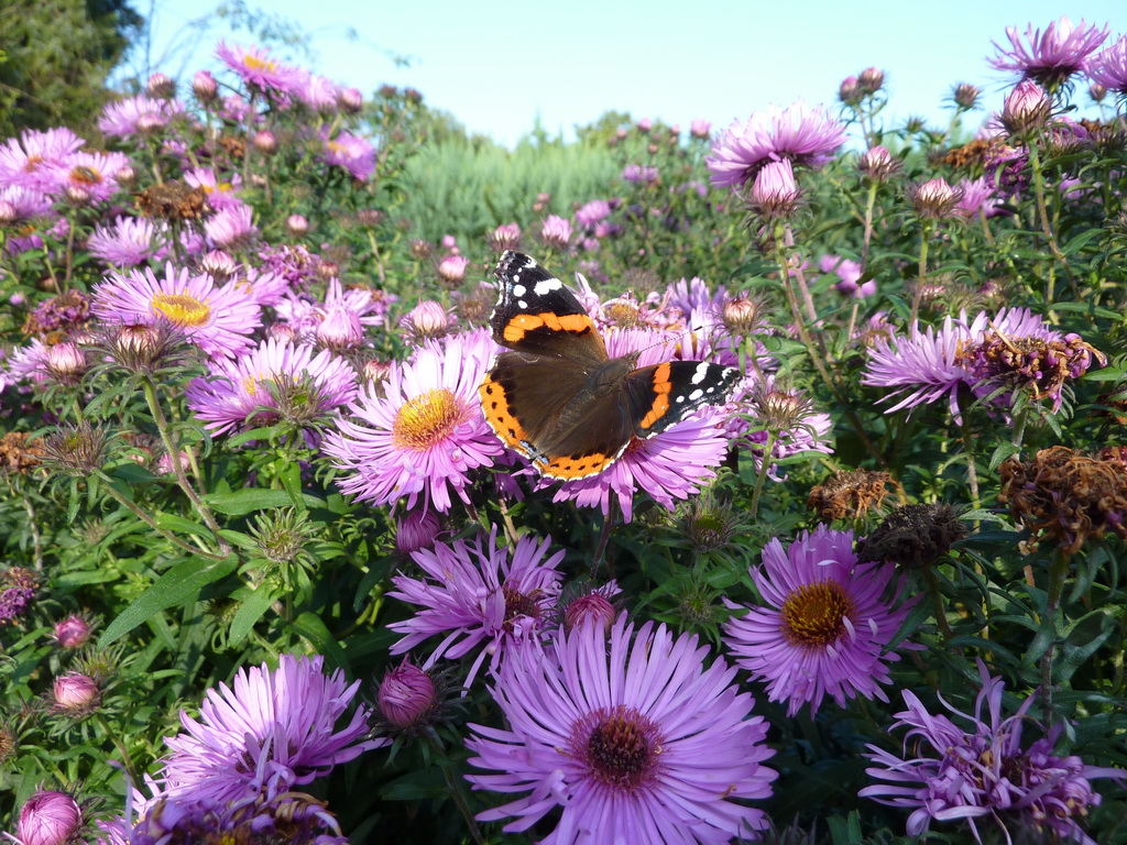 Schmetterling Admiral
