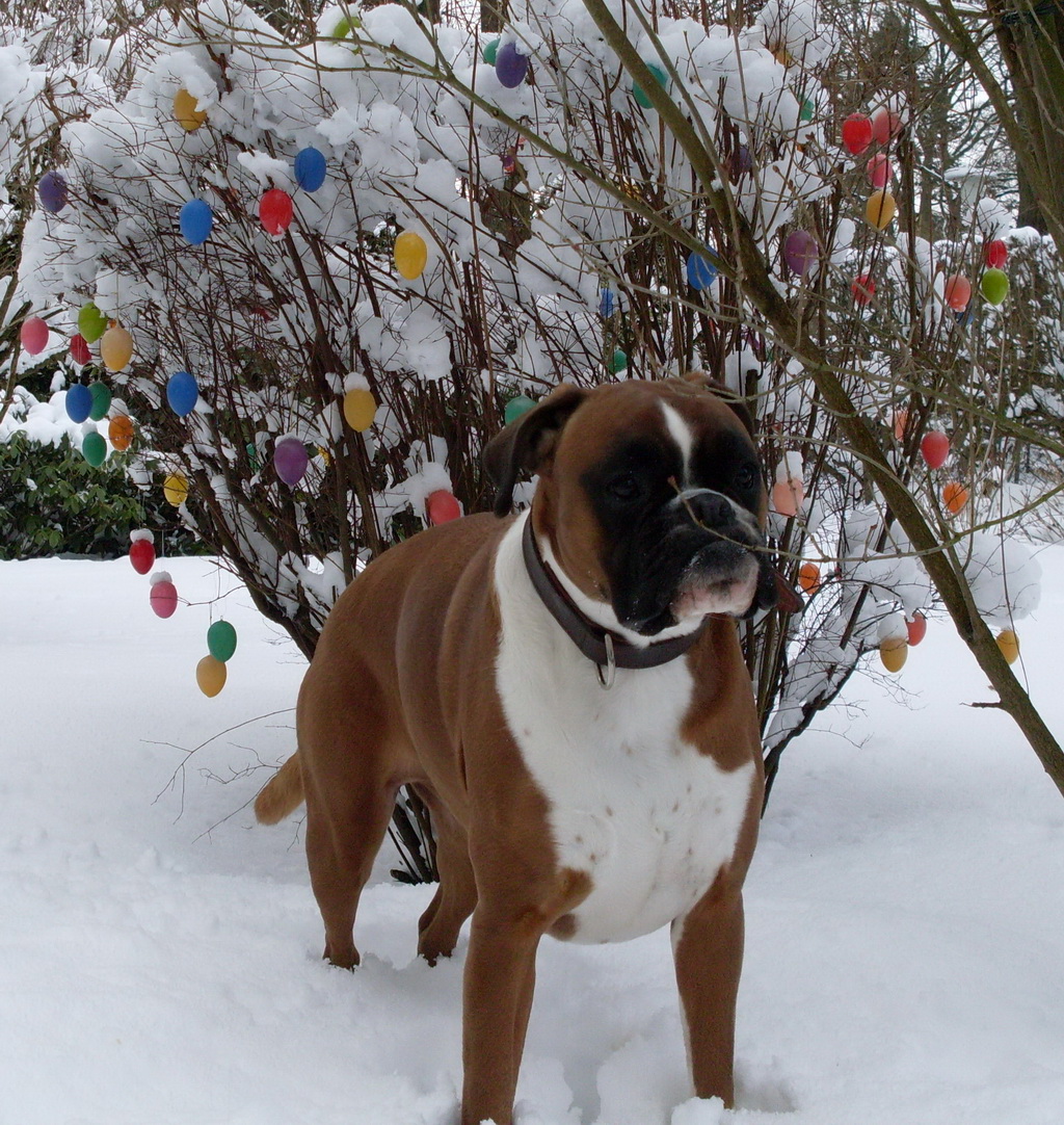 Ostereier Hund