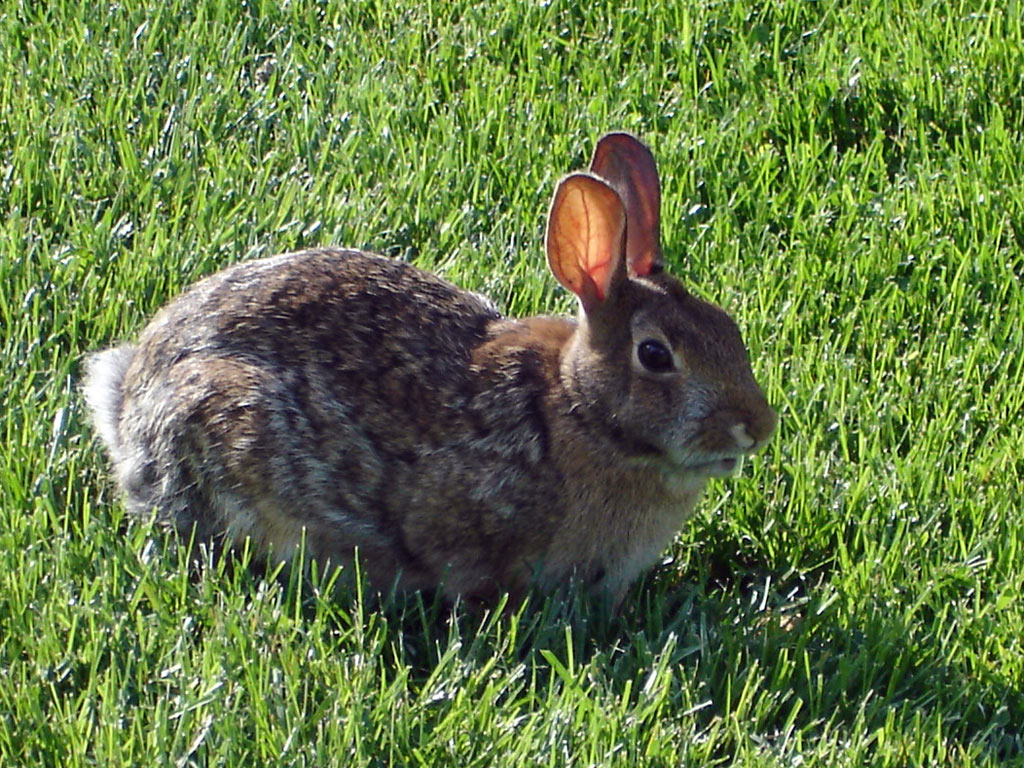 Osterhase