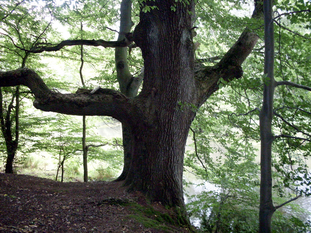 Alte B�ume Eiche