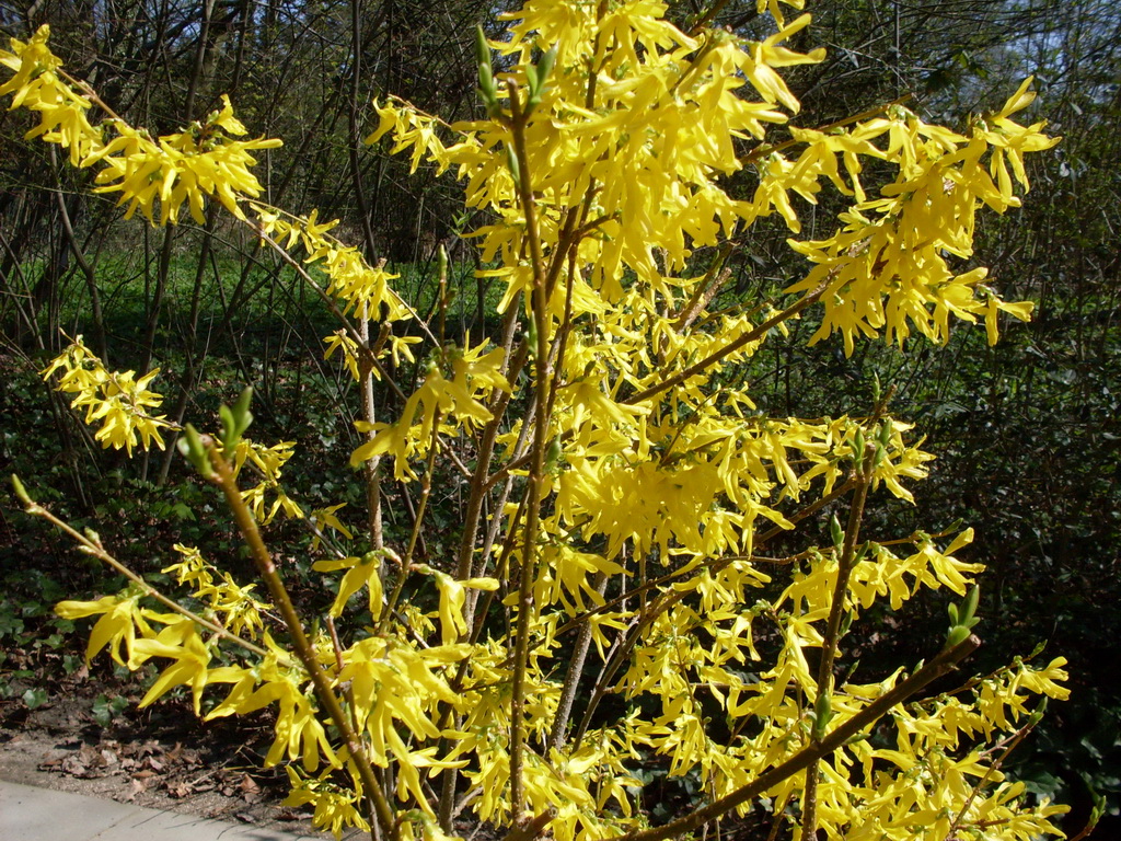 Forsythien
