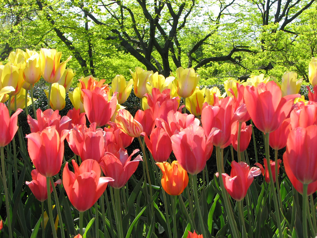 Bluehende Tulpen