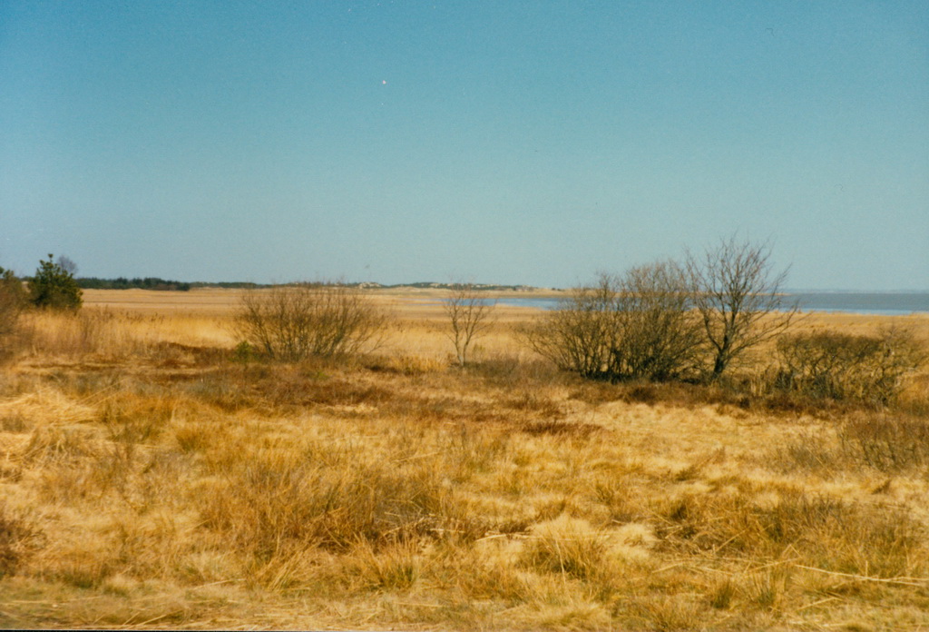 Schilfmeer Fanoe
