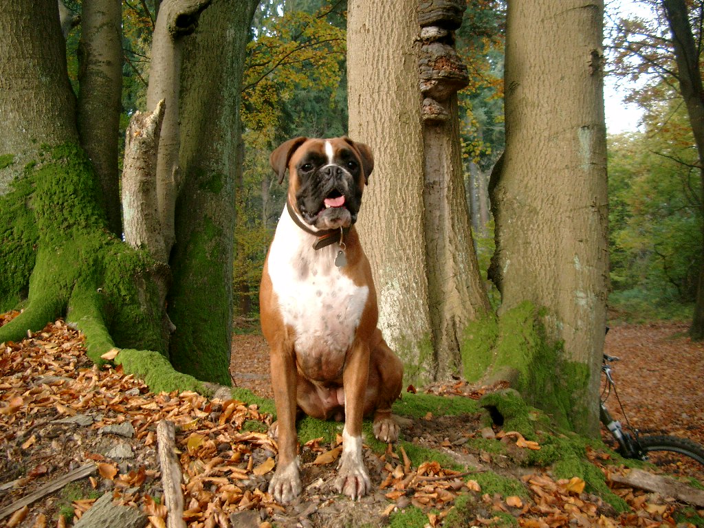 Deutscher Boxer