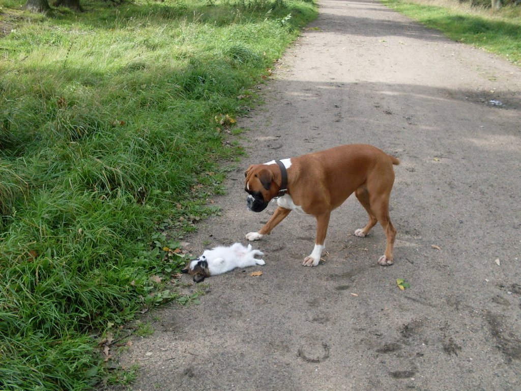 Boxer und Papillon Hunde