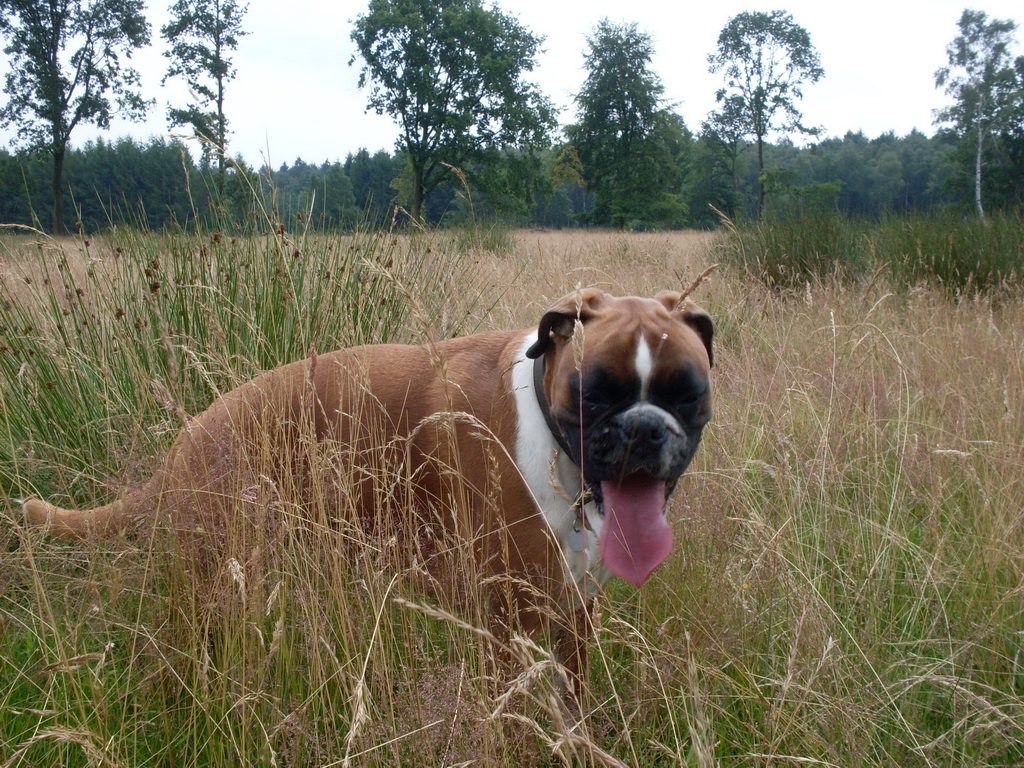 Durstiger Hund