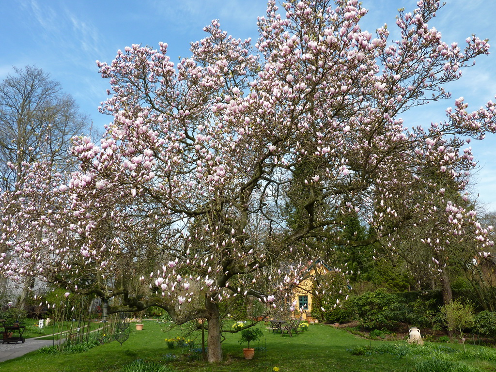 Bl�hender Magnolienbaum