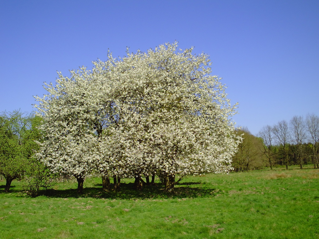 Apfelbluete