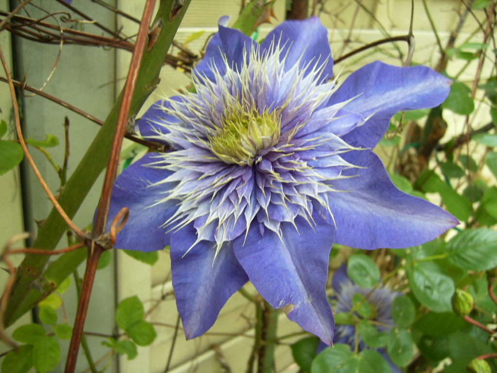 Blaue Clematis