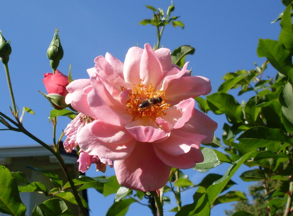 Sommer - Biene auf Rose