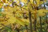 Herbst Ahorn Herbstblätter Herbst Ahorn Herbstblätter