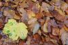 Herbstlaub Autumn Leaves Herbstlaub Autumn Leaves