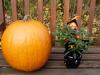 Halloween Hexe mit Kuerbis