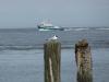 Möwe Nordsee bei Cuxhaven Möwe Nordsee bei Cuxhaven