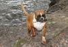 Boxer Hund Boxer Hund