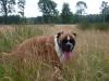 Durstiger Hund