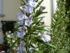 Bl�ten des Rosmarin