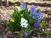 Bl�hende Hyazinthen