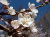 Bl�te der Blutpflaume