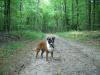 Fruehling Hund im Wald