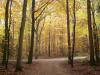 Sachsenwald im Herbst Sachsenwald im Herbst