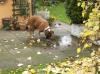 Bunte Blätter mit Boxer Bunte Blätter mit Boxer