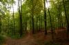 Herbstliche Laubfärbung im Sachsenwald Herbstliche Laubfärbung im Sachsenwald