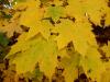 Ahorn Blätter im Herbst Ahorn Blätter im Herbst