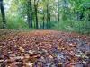 Herbstlaub Wald im Herbst autumn forest Herbstlaub Wald im Herbst autumn forest