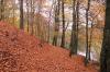 Herbst Wald Herbstbilder Herbst Wald Herbstbilder