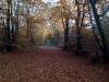 Herbstwald Herbstbilder Herbstwald Herbstbilder