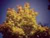 Goldener Herbst Herbstbilder Ahorn Goldener Herbst Herbstbilder Ahorn