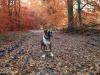Herbstbilder Hund im Herbstwald Herbstbilder Hund im Herbstwald
