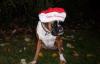 Lustige Bilder Weihnachten Lustige Bilder Weihnachten