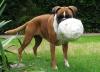 Fussball WM Hund Fussball WM Hund
