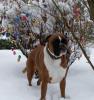 Ostereier Hund Ostereier Hund