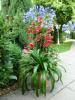 Agapanthus und Dipladenie Agapanthus und Dipladenie