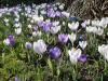 Fruehlingsblumen spring flowers Fruehlingsblumen spring flowers