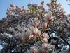 Magnolien Bluete im Fruehling Magnolien Bluete im Fruehling