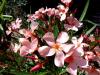 Oleander blüht im Garten Oleander blüht im Garten