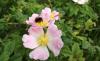 Wildrose mit Biene Wildrose mit Biene