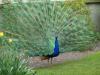 Blauer Pfau in Jever Blauer Pfau in Jever