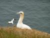 Basstölpel auf Helgoland Basstölpel auf Helgoland