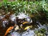 Koi Karpfen Koi Karpfen