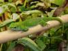 Gecko Gecko