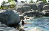 Walross bei Hagenbeck Walross bei Hagenbeck