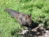 Schwarzes Eichhörnchen Schwarzes Eichhörnchen