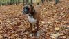 Boxer Hunde Bilder Boxer Hunde Bilder
