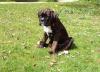 Boxer Welpe Boxer Welpe