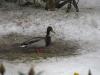 Ente Ente